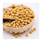 Soya Bean Conventional Natural Soya Yellow Bean Soybean