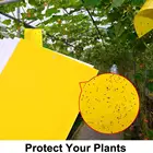 Fly Yellow Sticky Trap Outdoor Yellow Sticky Traps For Flying Plant Insect/ Fly Glue Board