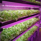 Full Spectrum Led Grow Light Tube Leaf vegetables water culture For Indoor Planting factories