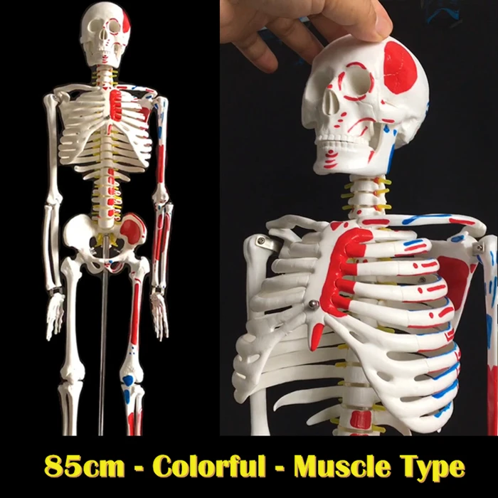 Life size 170cm Anatomy Human Skeleton Model