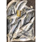 Seafood Nutritious Frozen Malaysian mackerel