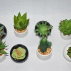 Plants Cactus Factory Direct Sale Green Plants White Cement Pot Cactus Office Room Living Room Display