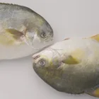Huiyang seafood hot sale cheap frozen golden pomfret, fresh fish