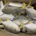 Fish Frozen Golden Pomfret Whole Round 300-400