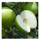 Pears Asian Pear Freezing Fresh Pears Bulk Purchase Fresh Asian Pear