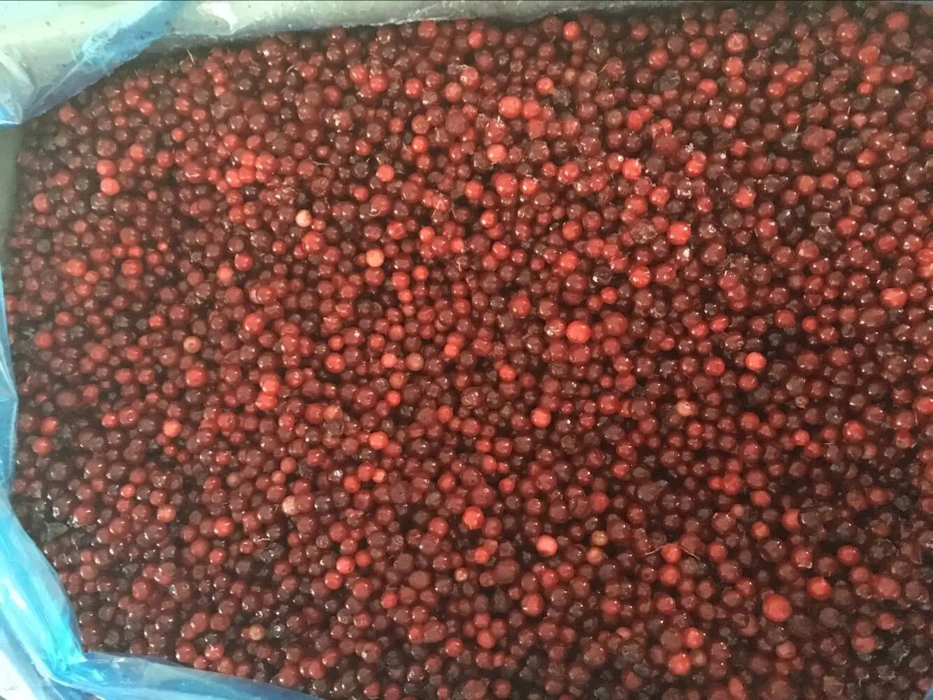 甜中国供应商 frozen iqf lingonberry