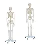 /product-detail/medical-life-size-real-human-skeleton-for-sale-60683604680.html