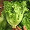 /product-detail/high-yield-italian-lettuce-seeds-62381589977.html