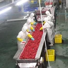 Iqf Packing Strawberry Am13 Sweet Charlie Strawberries