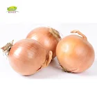 China Shandong Yellow Onion In Bulk Exporter In China