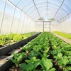 /product-detail/plastic-film-greenhouse-for-planting-grow-boxes-60451940442.html
