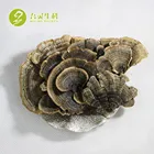 Turkey Tail Fungus Trametes Versicolors Mushroom Extract