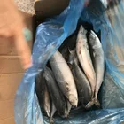 在庫冷凍格安価格 400-600 グラム/ピースサイズサバ魚販売のため