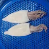 Frozen Squid Skin off Good Sale Seafood Fish