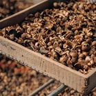 Wholesale High Quality Oil Tea Seeds for oil extraction raw materials for edible oil / skin care