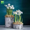Wholesale narcissus tazetta white blooms color garden flower plant live paperwhites indoor bonsai