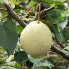 Pear Pears Wholesale Cheap Price Fresh Pear Fresh Pears Fruit