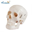 Science Model Teaching Natural Size Human Skull Medical