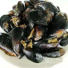 Mussel Quality Guarantee Frozen Mussels/ Half-shell Mussels