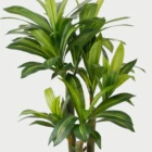 Artificial Dragon Plant tree for decoration garden hotel home