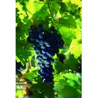 fresh grapes 500g sweet fresh red red grape for China chinese fresh grape