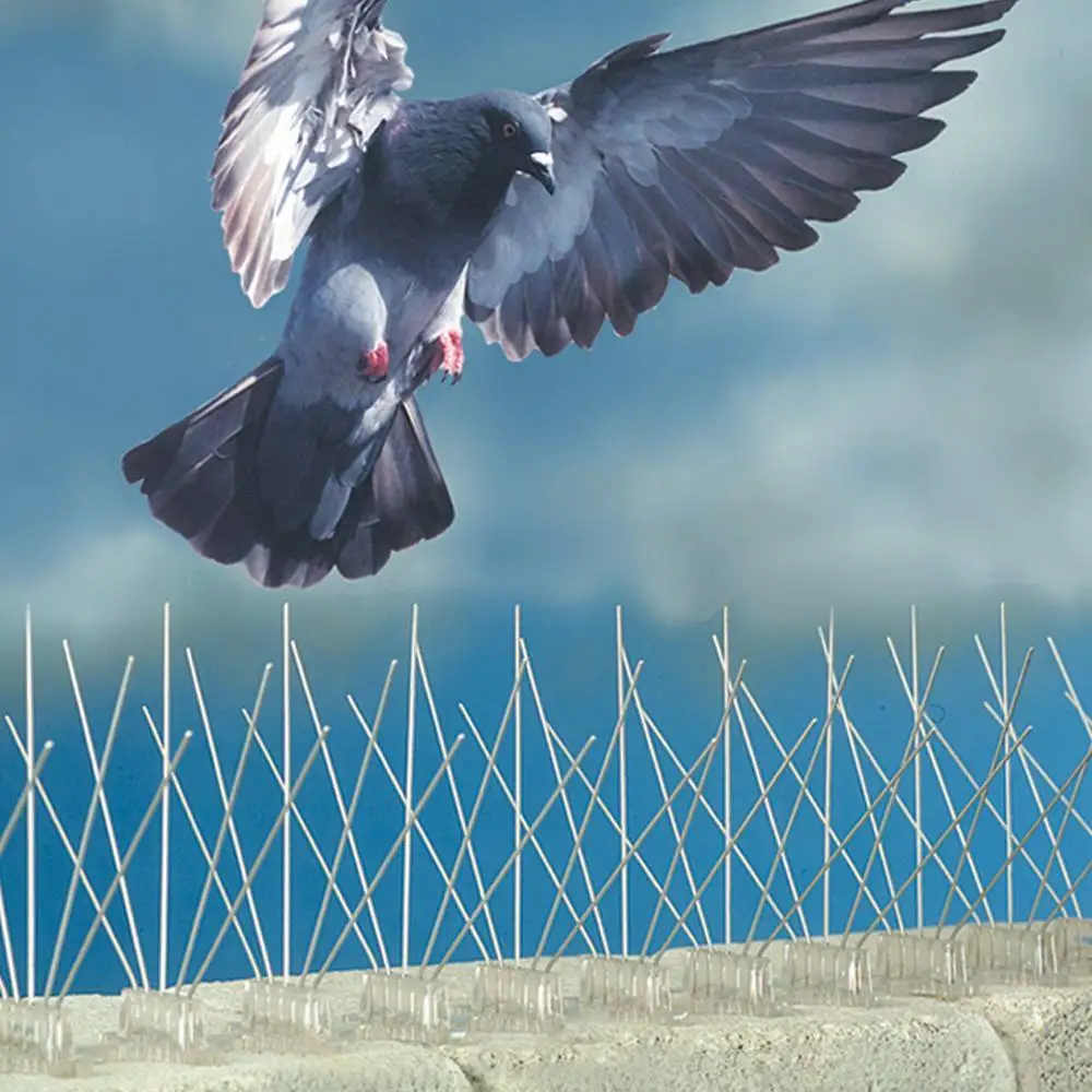  Effective Strategies on How to Attract Purple Martin Birds to Your Backyard