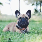 Anti-lost 2G pet gps tracker with real time geo fence smallest collar for dog and cat pet tracking device