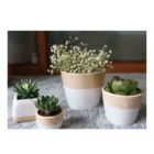 Cheap Best Table New Decor White Small Cup Shaped Ceramic Planter Flower Pot