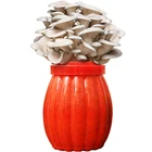 hui ping gu buy grey oyster mushroom spawn mushroom growing kit