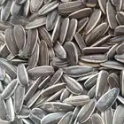 Raw/Roasted salted Sunflower Seeds with different flavor (walnut, date, coco nut, caramel, etc)