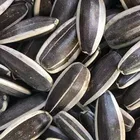 Fresh high-quality natural raw organic sunflower seeds