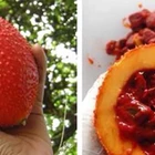 Gac Fruit Fruit High Quality 100% Organic Gac Fruit Powder