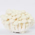 Shimeji Mushroom Fresh Vegetables