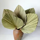 Dried Dried Palm Fan Leaves Dried Palm Leaves Decorative Livistona