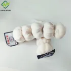 good price import chinese garlic fresh price in china plant