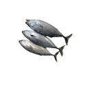 Frozen Firgate tuna/Auxis Rochei 300-500 seafrozen can fish for thailand market