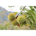 Standard grains easy to peel big size frozen tangshan chestnut
