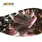 Dried Mushrooms Chinese Factory Black Morel with Wholesale Price