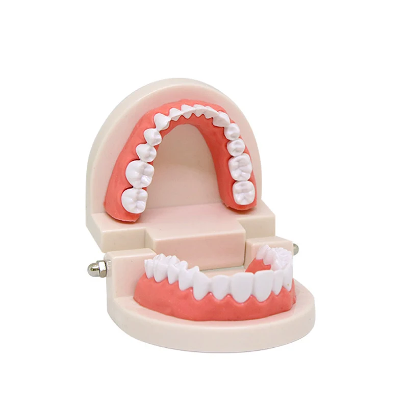En çok satan kırmızı standart dişlerin plastik diş modeli diş Model beyin diş modeli