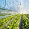 hydroponics nft systems chemical fertilizer pipe api pipe hydroponics grow kit