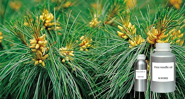 obtained by extracting essential oils from the needles of pine