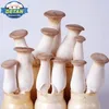 /product-detail/detan-oyster-mushroom-spawns-logs-bags-grow-kits-for-mass-product-use-wholesale-price-offer-professional-technical-guidance--62251807463.html
