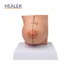 Model Simulation Of Human Breast Visual Diagnosis Anatomical Model Resting Female Breast Model In Lactation Mammary Gland