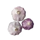 2020 newest crop China fresh white garlic specification