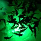 Deep drop fishing light attractor green led fishing light 400w 800w1500w