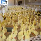 plastic chicken wire mesh for filter mesh 30m roll