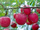 fresh fruit apple wholesale price whole sale apple