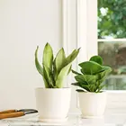 Decorative Ceramic Pots Ceramic Decorative White Ceramic Flower Planters Dishes Garden Pots With Display Tray