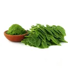 High Quality Moringa Leaf Powder/Moringa Leaf Powder Extract/Moringa Oleifera Leaf Powder
