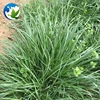 /product-detail/top-quality-wholesale-fodder-forage-grass-farm-seeds-high-quality-rye-grass-seeds-ryegrass-seeds-62338168967.html